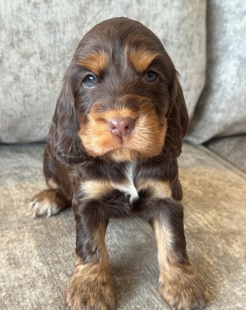 Süßer Cocker-Spaniel-Welpe zu verkaufen
