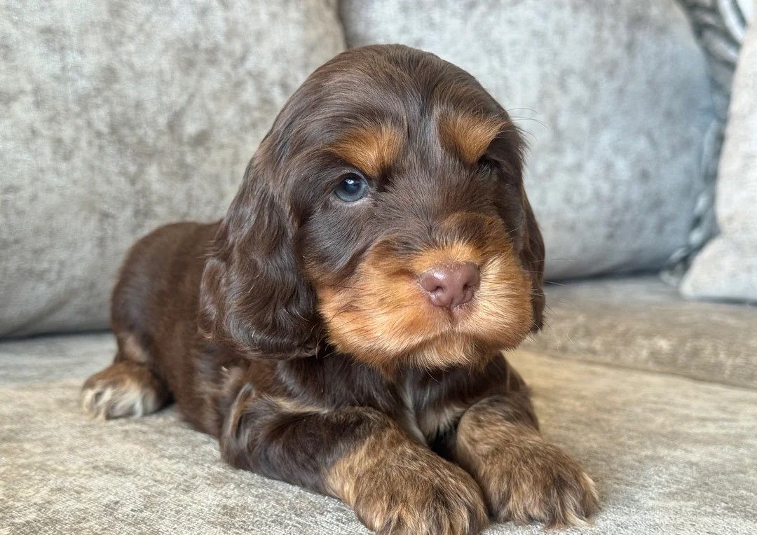 Cocker-Spaniel-Welpe zu verkaufen