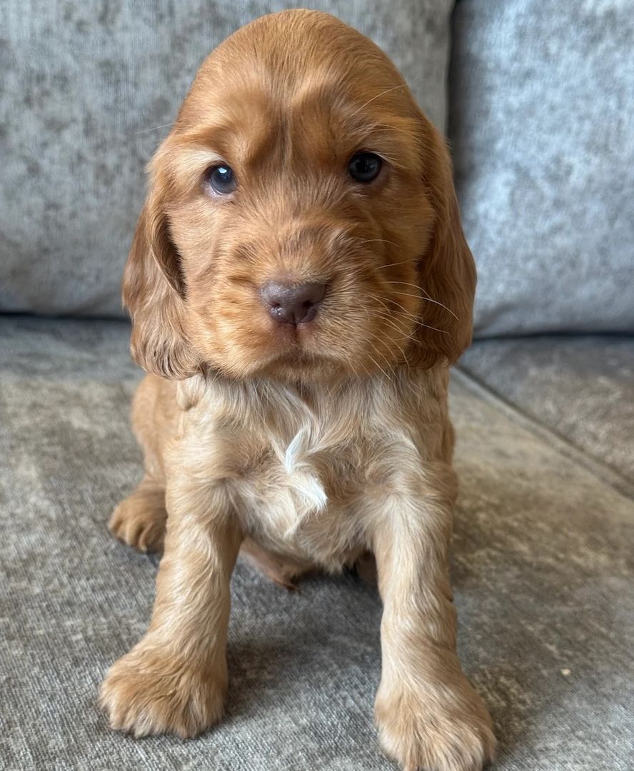 Süßer Cocker-Spaniel-Welpe zu verkaufen