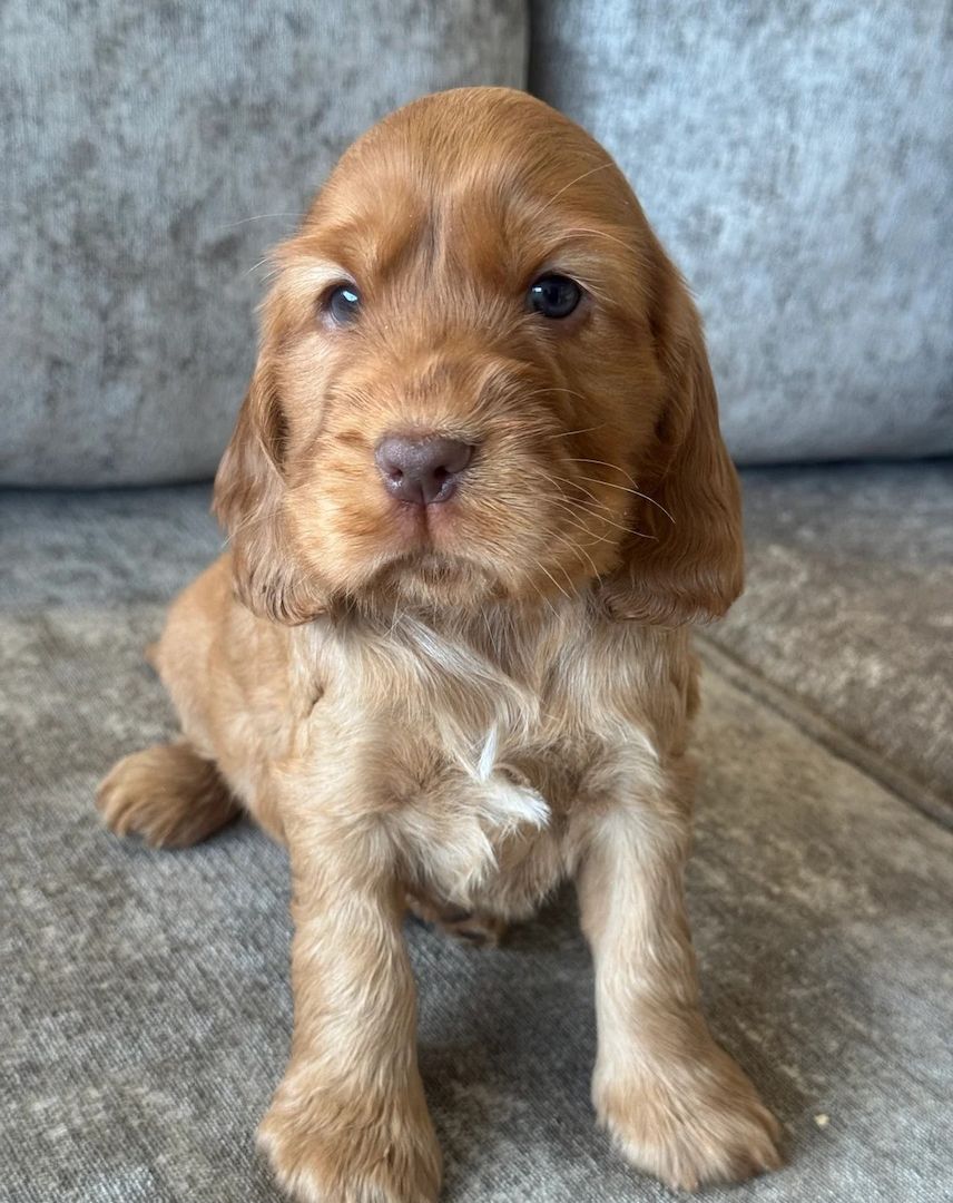 Süßer Cocker-Spaniel-Welpe zu verkaufen