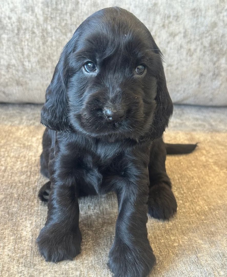 Süßer Cocker-Spaniel-Welpe zu verkaufen