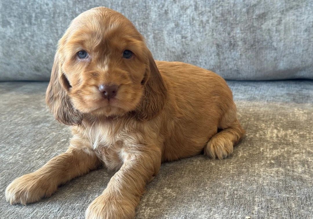 Süßer Cocker-Spaniel-Welpe zu verkaufen