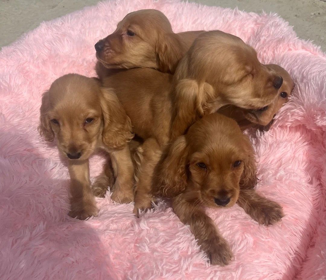 🐾 Wunderschöne rote Show-Cocker-Spaniel-Welpen zu verkaufen 🐾