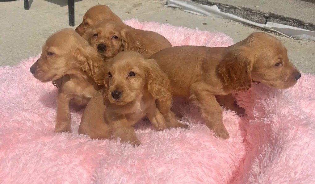 🐾 Wunderschöne rote Show-Cocker-Spaniel-Welpen zu verkaufen 🐾