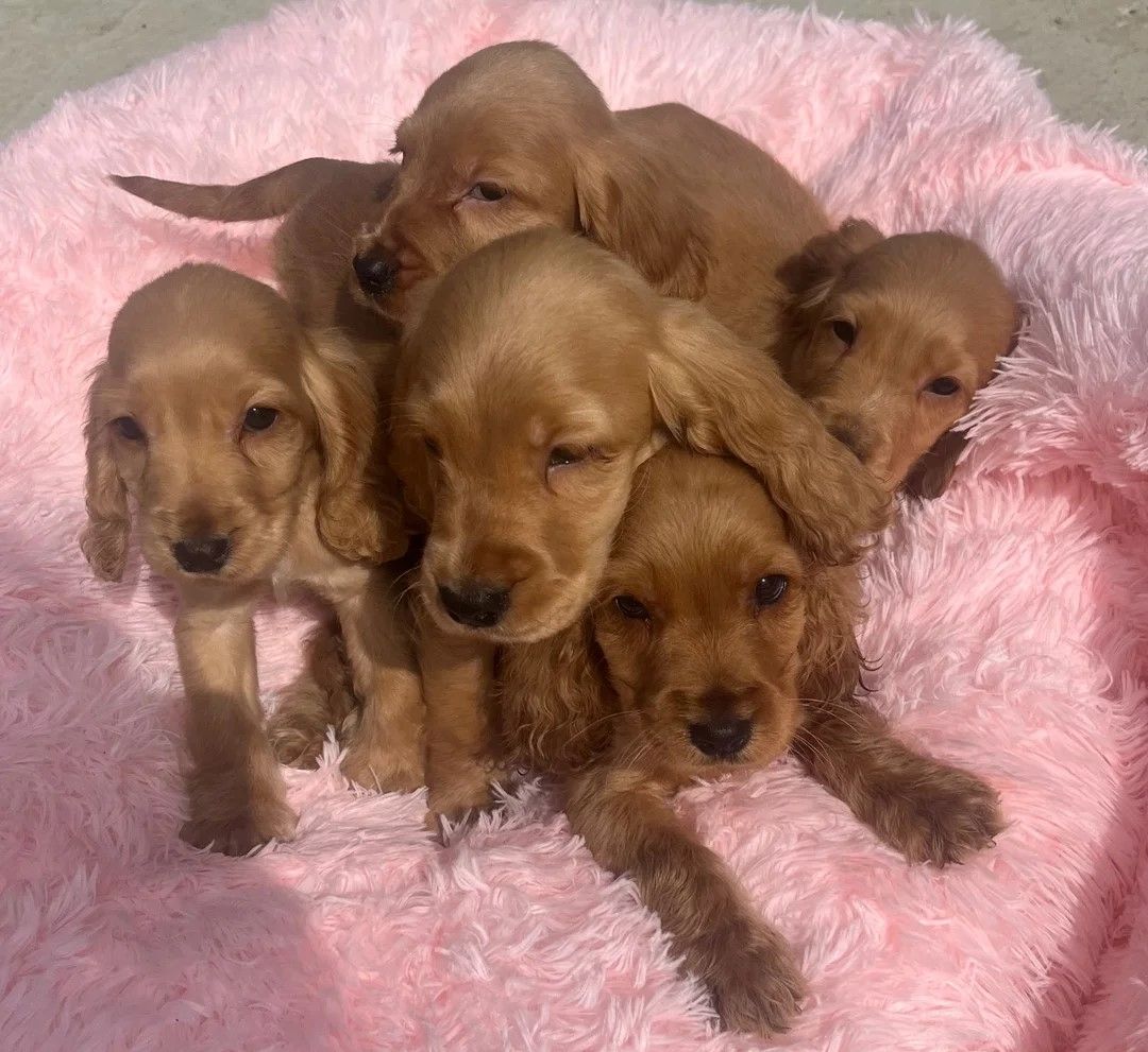 🐾 Wunderschöne rote Show-Cocker-Spaniel-Welpen zu verkaufen 🐾