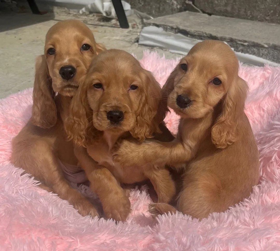 🐾 Wunderschöne rote Show-Cocker-Spaniel-Welpen zu verkaufen 🐾