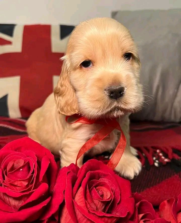 Süßer Cocker-Spaniel-Welpe zu verkaufen ,,