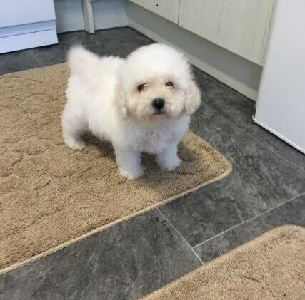 Bichon Frisé-Welpen