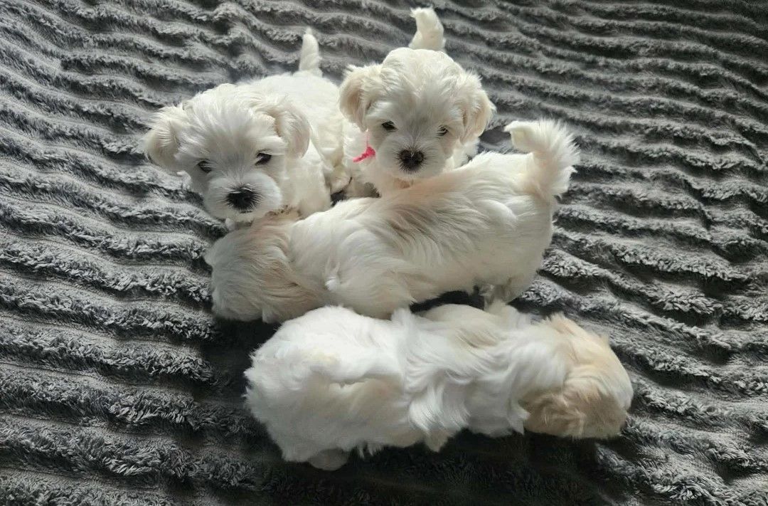 🐾 Wunderschöne Malteser-Welpen zu verkaufen 🐾