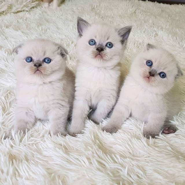 Ragdoll-Katzen
