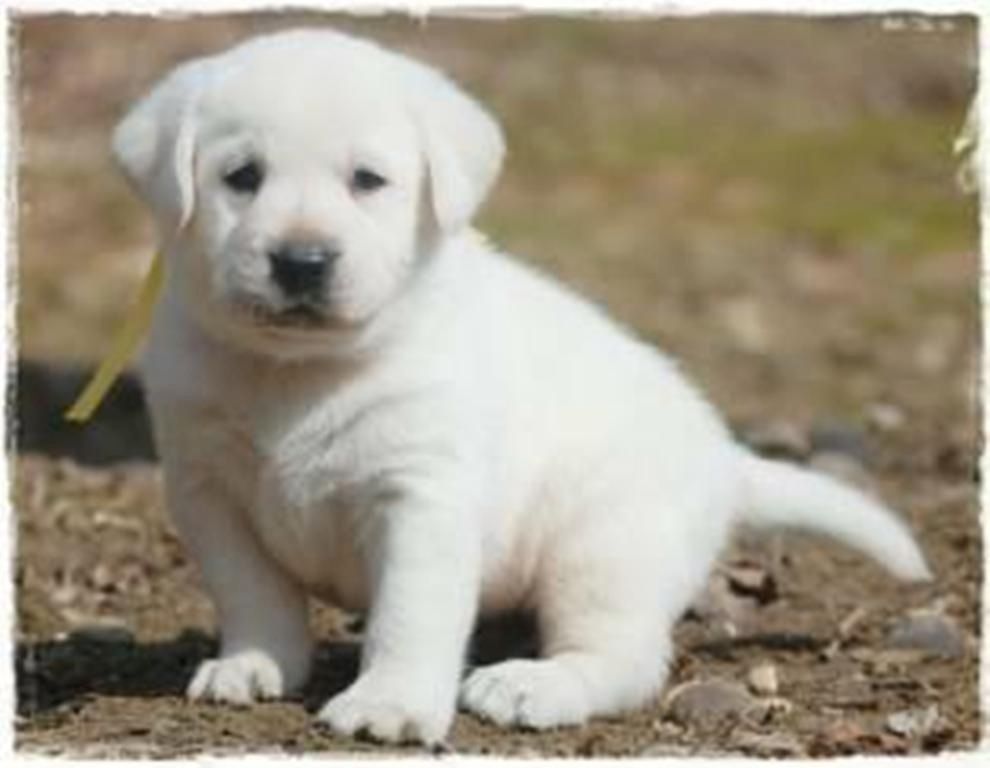 Labradorwelpen