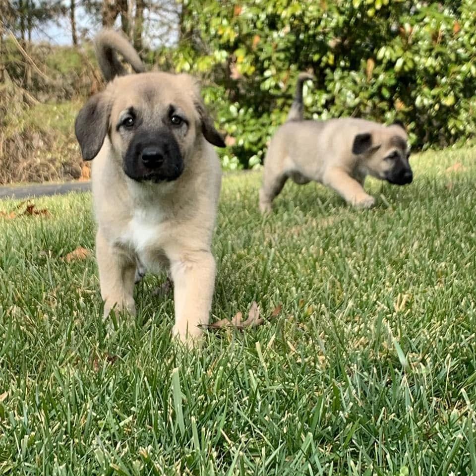 Kangal-Welpen abzugeben