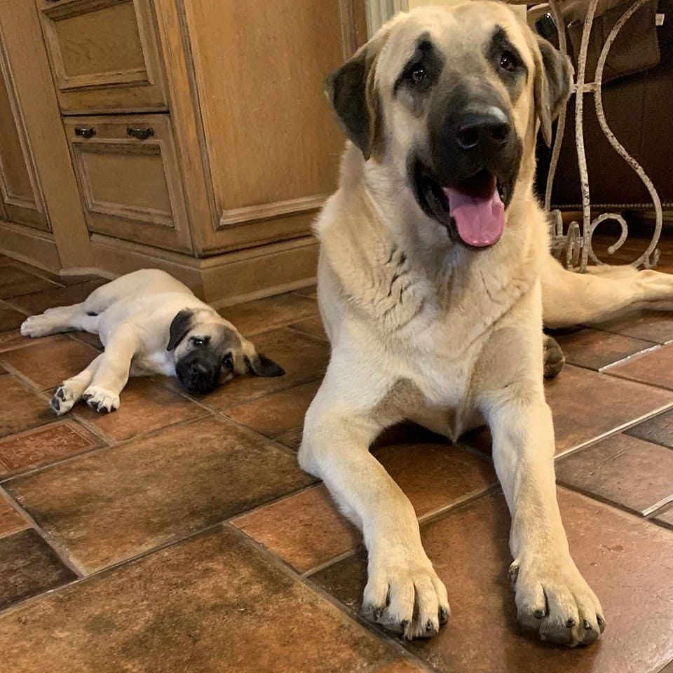 Kangal-Welpen abzugeben
