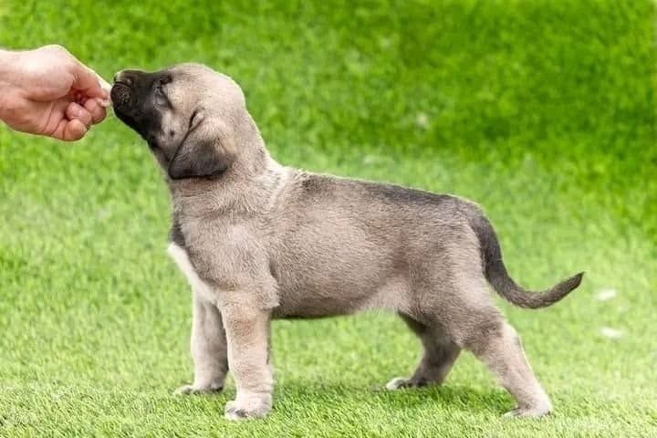 Kangal-Welpen abzugeben