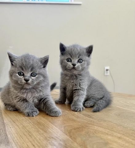 reinrassige BKH Kitten Kätzchen