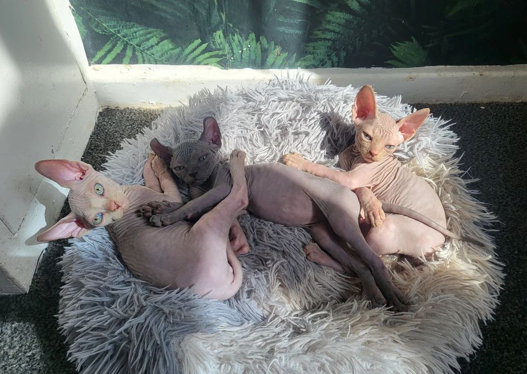 Sphynx-Kätzchen bereit für ihr neues Zuhause.