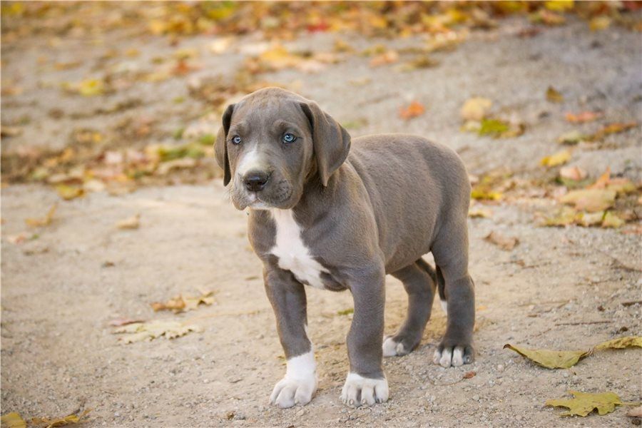 Deutsche-Schäferhund-Welpen. WhatsApp: +44 7469 456352