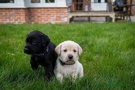 Labrador-Welpen. WhatsApp: +44 7469 456352