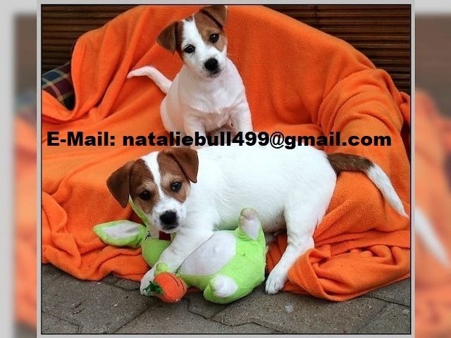 Jack-Russell-Welpen (Rüde und Hündin),,