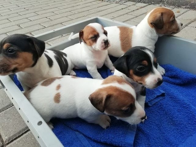 Jack-Russell-Welpen (Rüde und Hündin)!!
