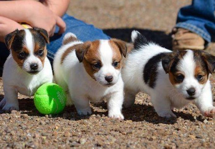 Jack-Russell-Welpen (Rüde und Hündin),.