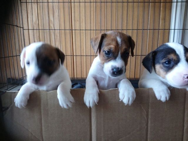 Jack-Russell-Welpen