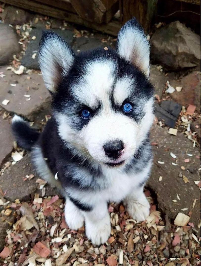 Siberian Husky Welpen..