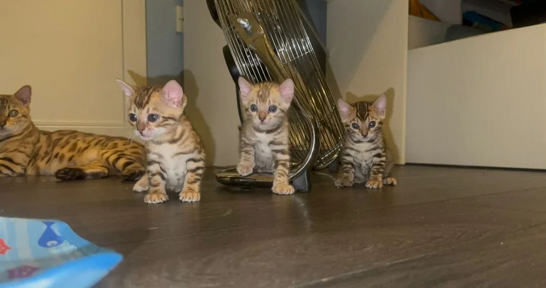 Bengal-Kätzchen ab sofort abzugeben.