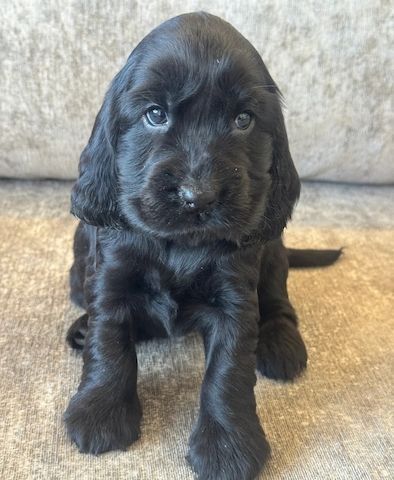 Cocker Spaniel Welpen!!