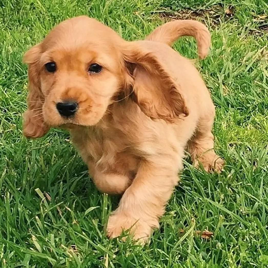 Cocker Spaniel Welpen