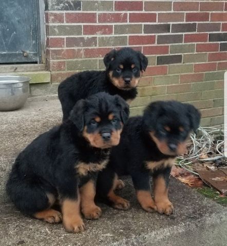 Wunderschöne RottweilerWelpen ,,