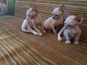 Sphynx-Kätzchen ab sofort abzugeben.