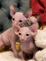 Sphynx-Kätzchen ab sofort abzugeben.