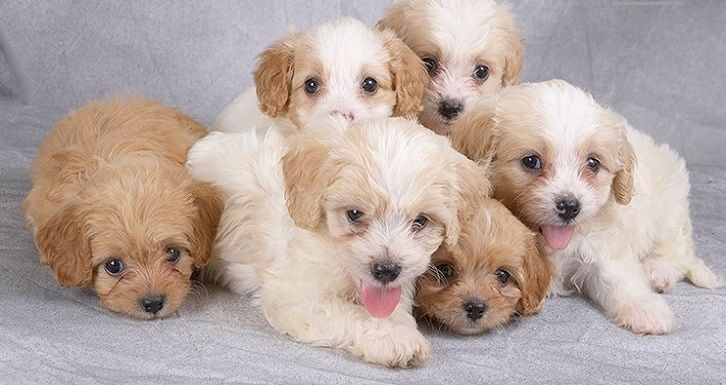 Cavachon-Welpen sind ab sofort abgabebereit.