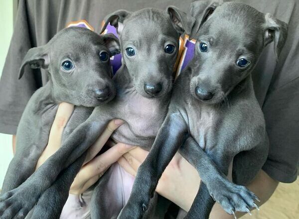 Greyhound-Welpen sind ab sofort abgabebereit.