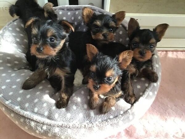 Yorkie-Welpen sind ab sofort abgabebereit.