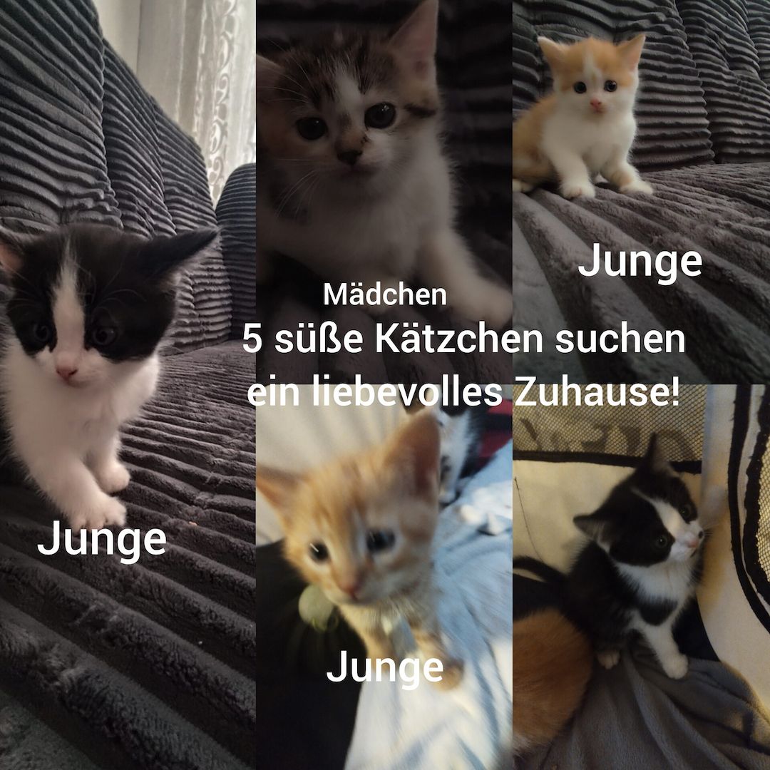 5 Kätzchen, BritischMix