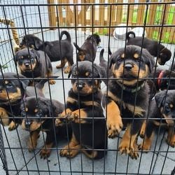 Rottweiler-Welpen sind ab sofort abgabebereit.