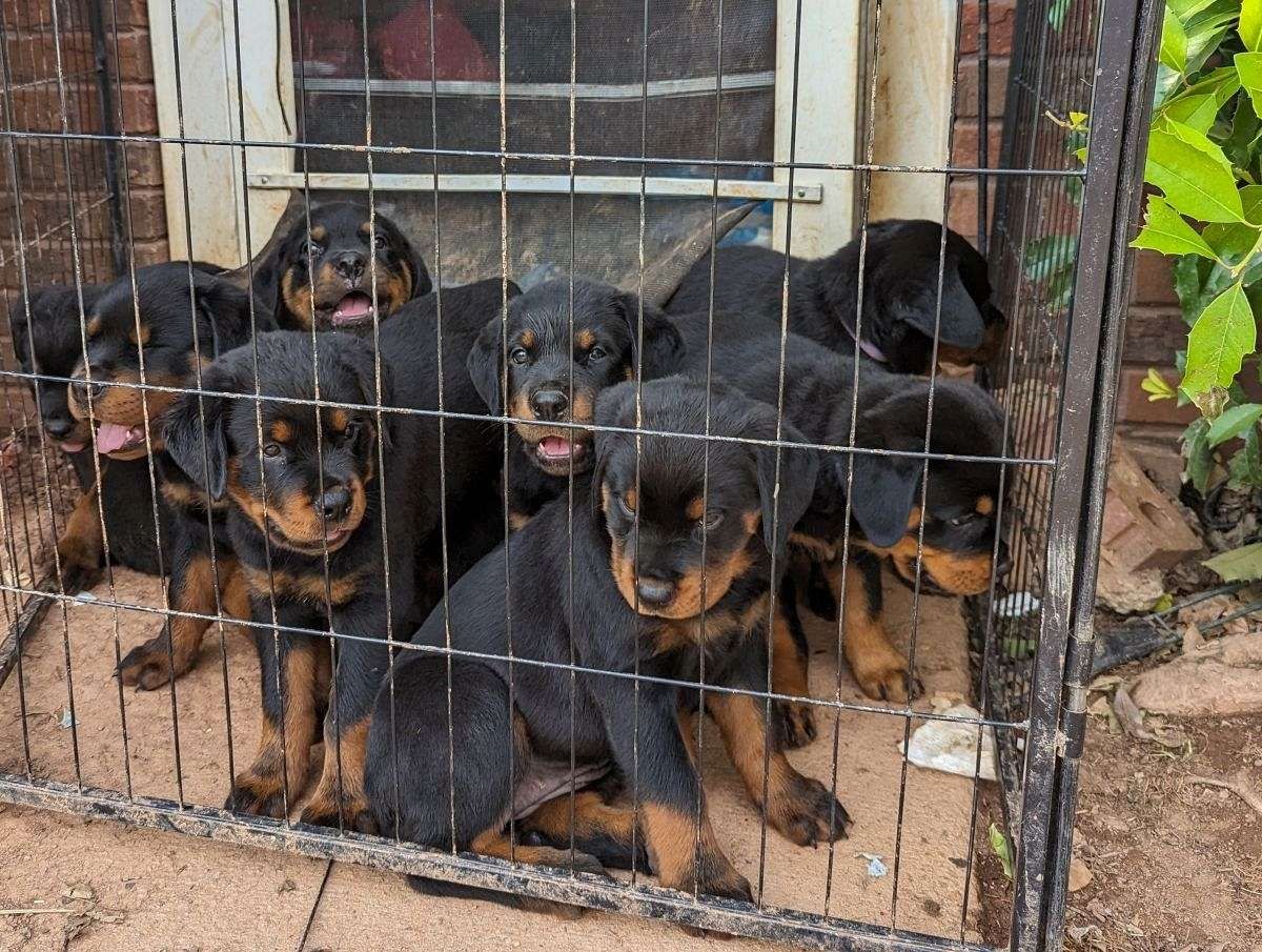 Rottweiler-Welpen sind ab sofort abgabebereit.