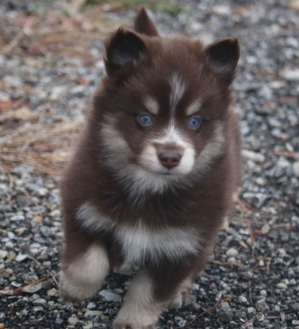 Siberian-Husky-Welpen zu verkaufen