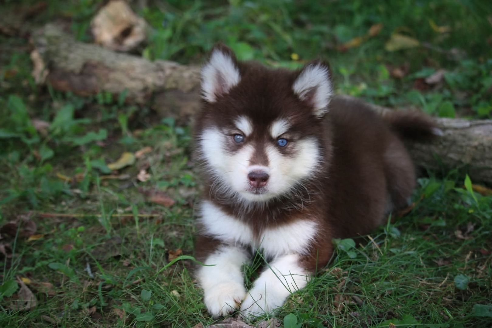 Siberian-Husky-Welpen zu verkaufen