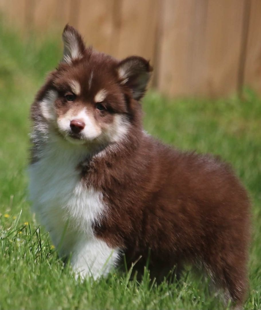 Siberian-Husky-Welpen zu verkaufen