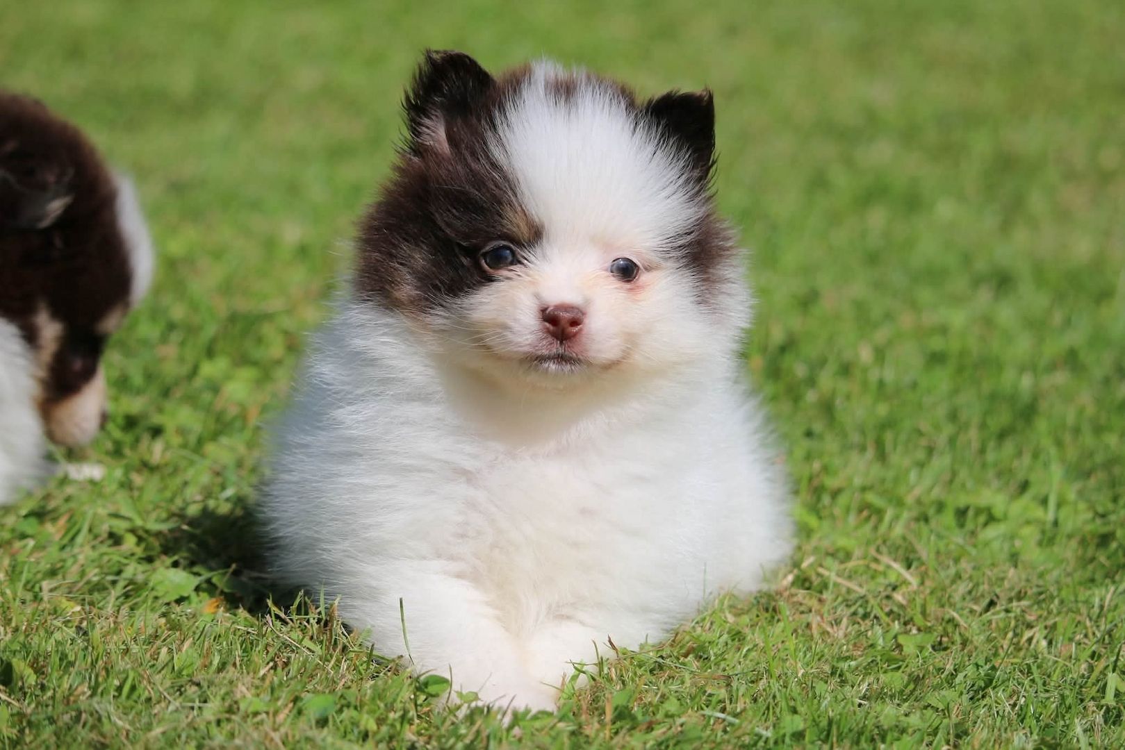 Siberian-Husky-Welpen zu verkaufen