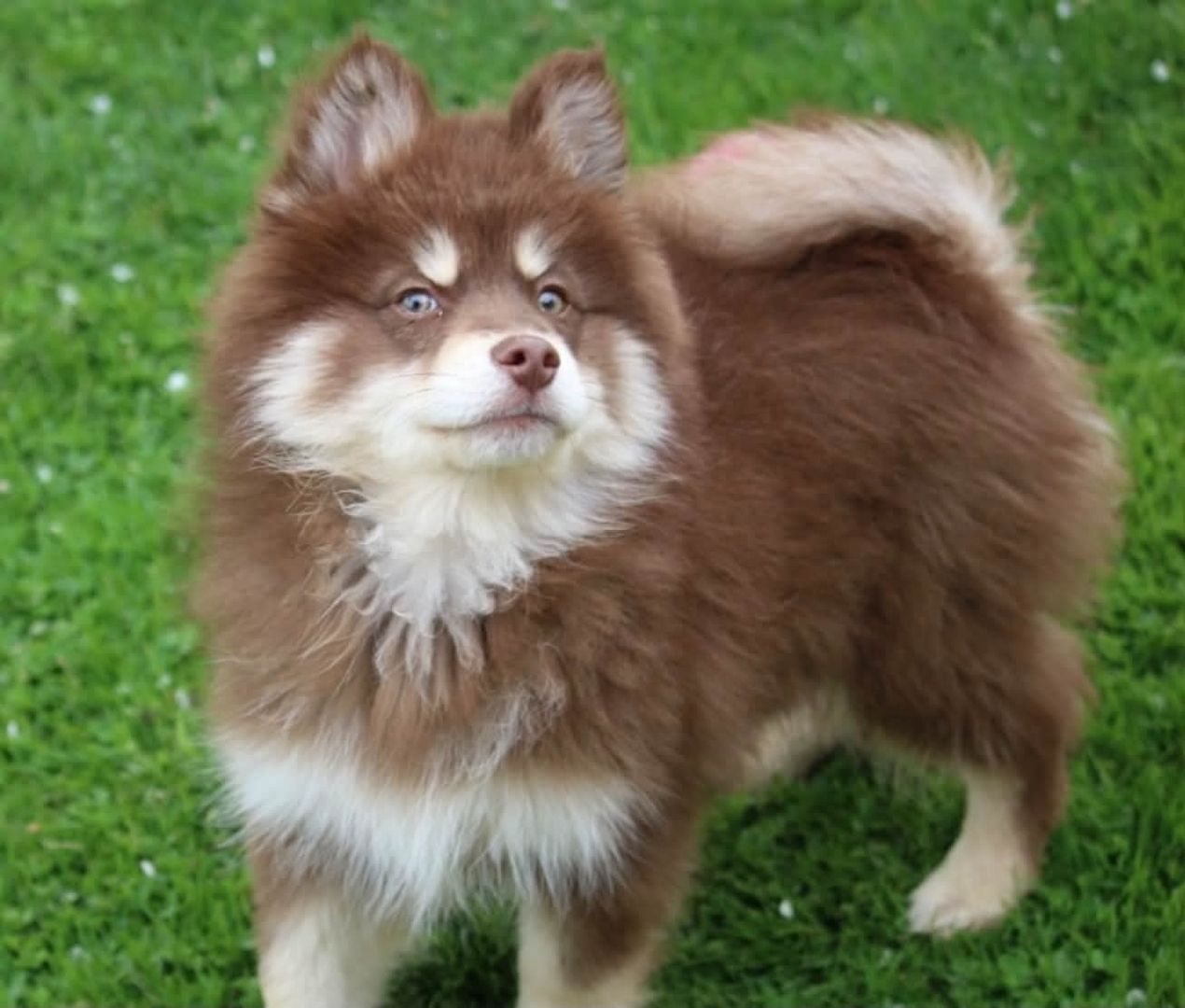 Siberian-Husky-Welpen zu verkaufen