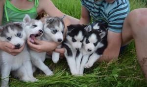 Siberian-Husky-Welpen suchen ein neues Zuhause