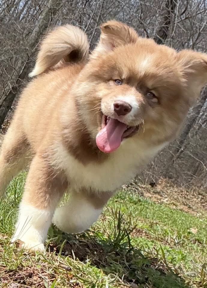 Siberian-Husky-Welpen zu verkaufen