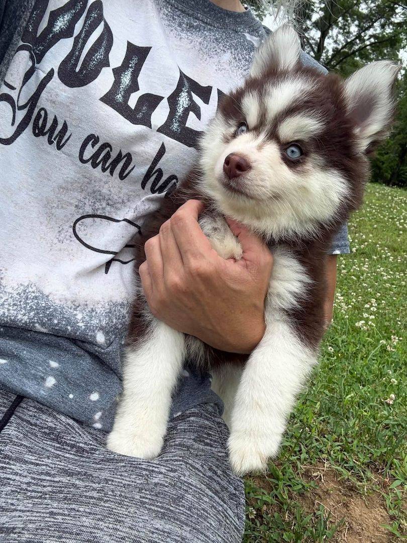 Siberian-Husky-Welpen zu verkaufen