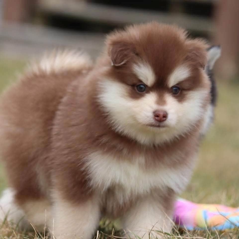 Siberian-Husky-Welpen zu verkaufen