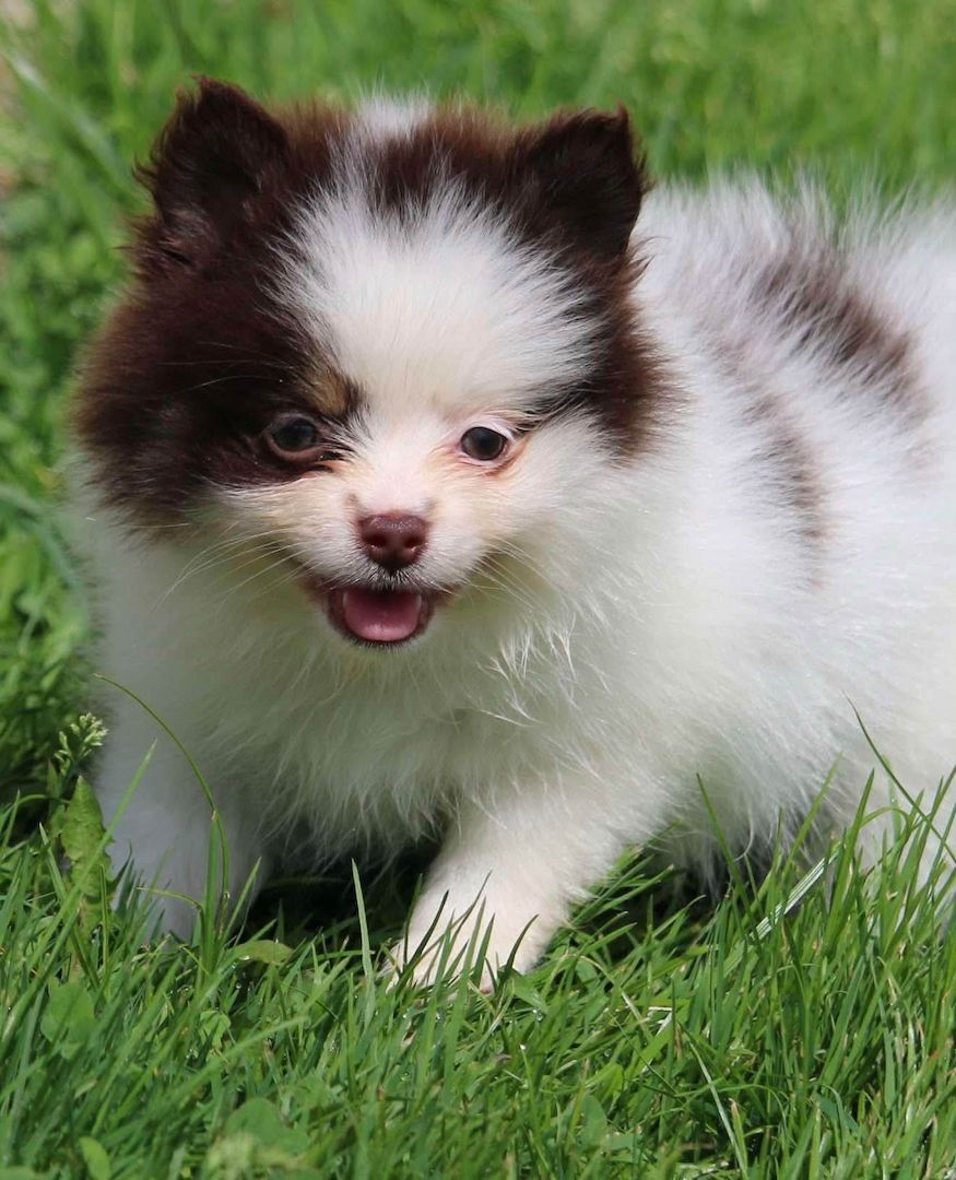 Siberian-Husky-Welpen suchen ein Zuhause.