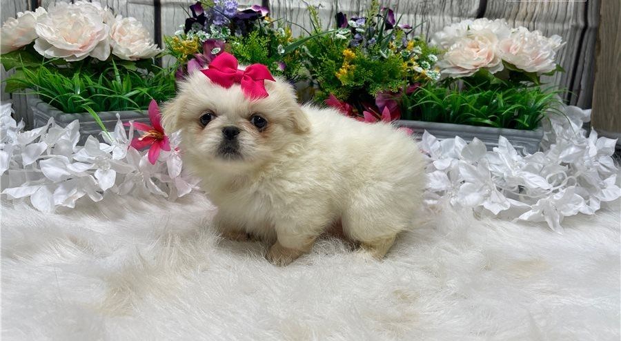 Pekingesen-Welpen zu verkaufen.